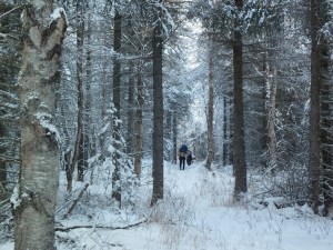 Getting through the woods!