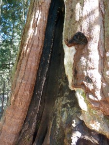Sequoia National Park
