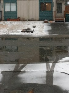 My driveway, May 4th