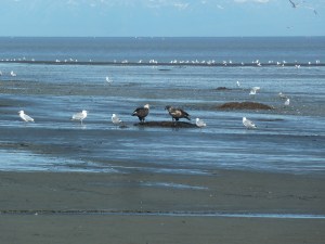 Eagle hanging out on shore