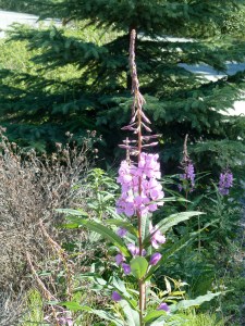 Fireweed