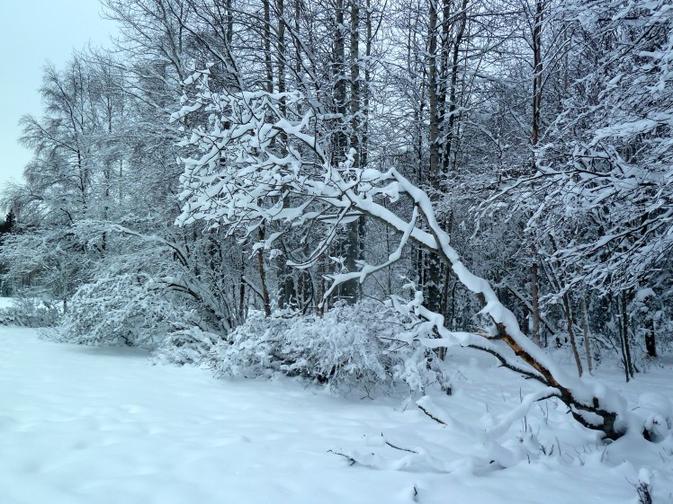 Waiting for two, Kincaid Park