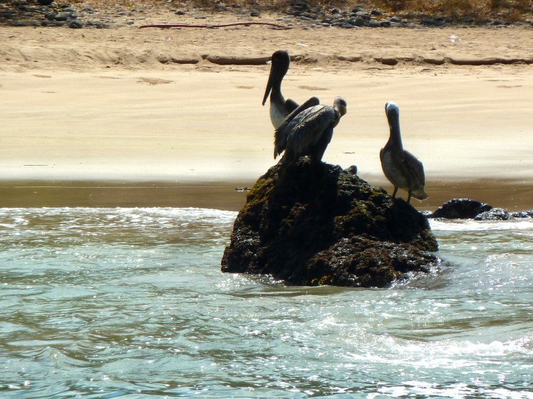 The Pelicans of Las Cuevas