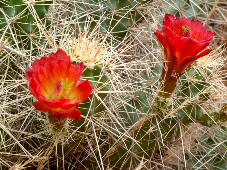 Cacti Blooming!