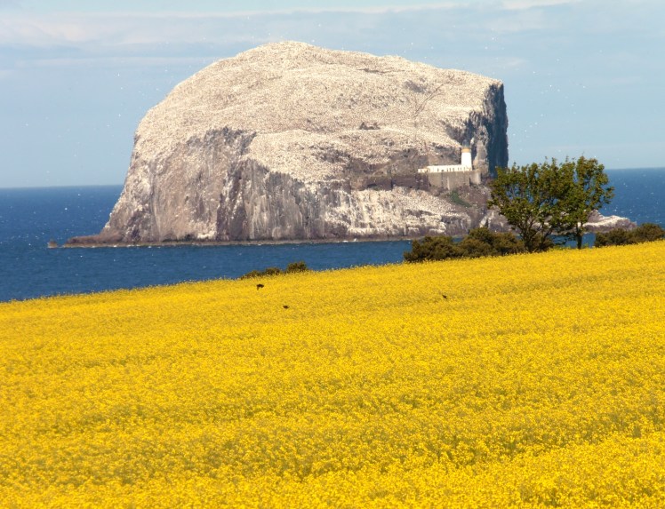 Bass Rock